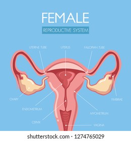 Discover and educate through this beautifully designed uterus anatomy illustration for the reproductive system of women and the name of the component.