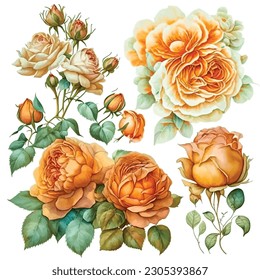 Discover the enchanting beauty of a captivating collection of watercolor Roses. Each delicate petal and vibrant hue is meticulously captured in these stunning artworks. 