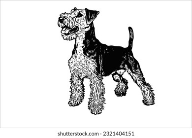 Discover the majestic beauty of the Airedale Terrier, a versatile and intelligent dog breed. With its strong physique and expressive eyes, this loyal companion captures hearts effortlessly.