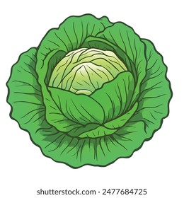 Discover vibrant cabbage vector art, perfect for prints, digital designs, packaging, and branding. Enhance your projects with fresh, detailed illustrations that bring creativity to life