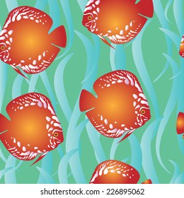 Discus orange blue algae green water 