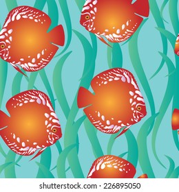Discus orange green algae blue water 