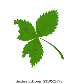 Diseases of the Leaves of Strawberries. Foliar lesions first appear as irregular purple spots on both the upper and lower surfaces of the leaf and coalesce over the entire surface. vector