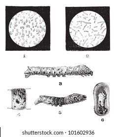 Diseases of Silkworms, vintage engraved illustration. Dictionary of Words and Things - Larive and Fleury - 1895