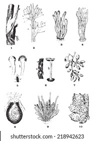 Diseases of the vine, vintage engraved illustration. Dictionary of words and things - Larive and Fleury - 1895.