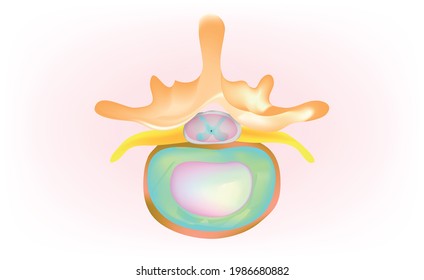 Disk of human spinal cord in biology, spinal cord disk, rubbery pads between the vertebrae, the specialized bones that make up the spinal column. cross sectional view of human spinal cord disk