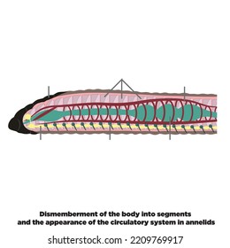 Zerstückeln des Körpers in Segmente und Aussehen des Kreislaufsystems in anneliden. System in annelids vektor