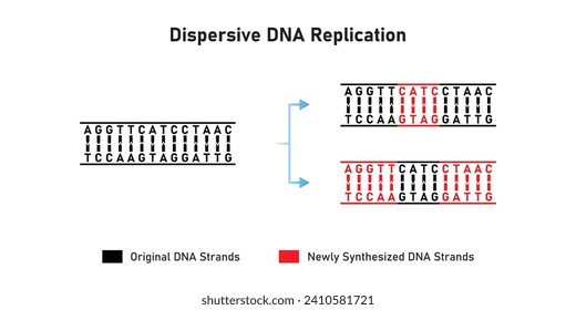 Dispersive DNA Replication Scientific Design. Vector Illustration.