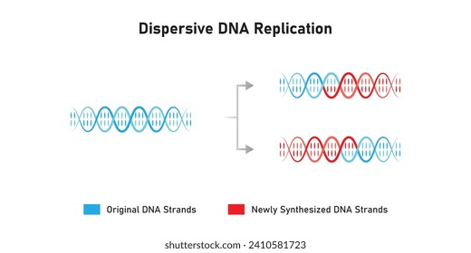 Dispersive DNA Replication Scientific Design. Vector Illustration.
