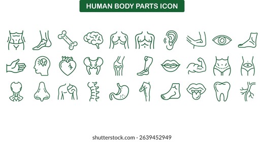 Displayed are green line art style icons forming a human anatomy parts collection, set against a transparent background for versatile design use.