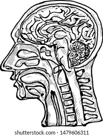 A dissected human head showing the brain. Hand drawn vector illustration. 