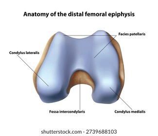 Distal epiphysis. Isolated vector illustration