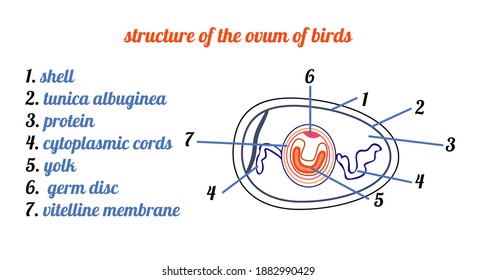 For distance learning. For a student, teacher. High school program. The structure of a chicken egg. Scheme and names in English