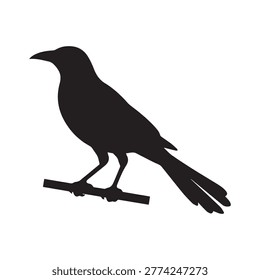 Distinctive corvid bird silhouette perching calmly on a tree branch