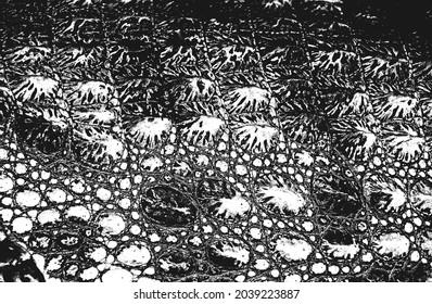 Distress crocodile skin grunge texture. EPS 8 vector illustration. Black and white background.