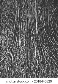 Distress grunge texture with natural human hair. EPS 8 vector illustration. Black and white background.