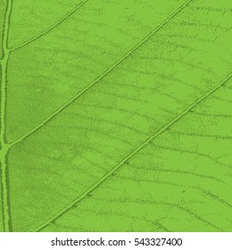 Distress Leaf green spring Texture For Your Design. EPS10 vector.