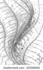Distress Leaf Overlay Texture For Your Design. EPS10 vector.