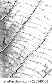 Distress Leaf Overlay Texture For Your Design. EPS10 vector.
