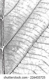 Distress Leaf Overlay Texture For Your Design. EPS10 vector.