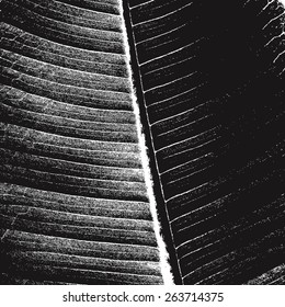 Distress Leaf Overlay Texture For Your Design. EPS10 vector.