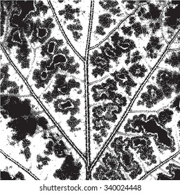 Distress Leaf Overlay Texture For Your Design. EPS10 vector.