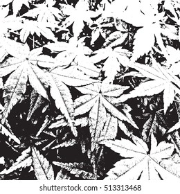 Distress overlay maple leaves texture for your design. EPS10 vector.