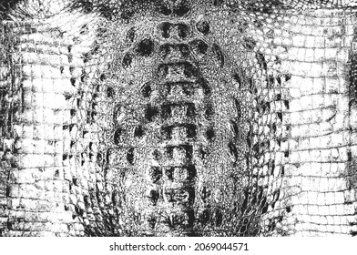 Distress Snake Skin Grunge Texture. EPS 8 Vector Illustration. Black And White Background.