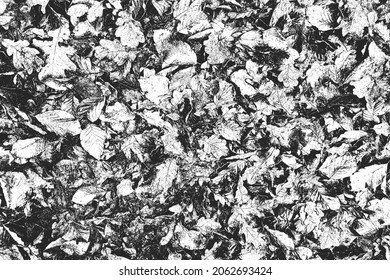 Distress texture with pine, spruce, needles, leaflets and dry grass on the ground in forest. Black and white grunge background. EPS8 vector illustration.