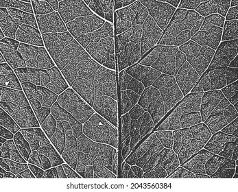 Distress tree leaves, leaflet texture. Black and white grunge background. EPS8. Vector illustration.