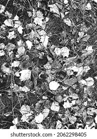 Distress tree leaves, leaflet texture. Black and white grunge background. EPS8 vector illustration.