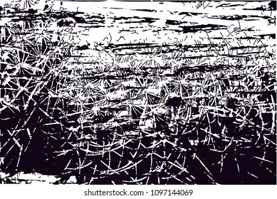 Distressed background in black and white texture from photo of cacti with  dark spots, scratches and lines. 