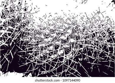 Distressed background in black and white texture from photo of cacti with  dark spots, scratches and lines. 