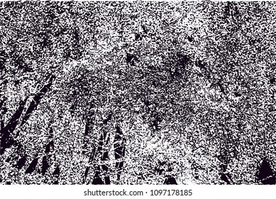 Distressed background in black and white texture from photo of cacti with  dark spots, scratches and lines. Abstract vector illustration