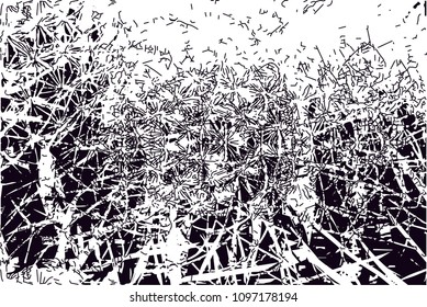 Distressed background in black and white texture from photo of cacti with  dark spots, scratches and lines. Abstract vector illustration