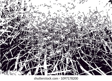 Distressed background in black and white texture from photo of cacti with  dark spots, scratches and lines. Abstract vector illustration