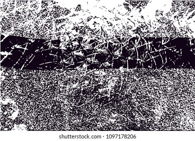 Distressed background in black and white texture from photo of cacti with  dark spots, scratches and lines. Abstract vector illustration