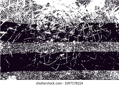 Distressed background in black and white texture from photo of cacti with  dark spots, scratches and lines. Abstract vector illustration