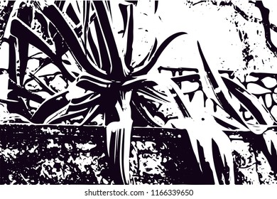 Distressed background in black and white texture from agave cacti with  dark spots, scratches and lines. Abstract vector illustration