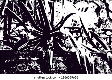 Distressed background in black and white texture from agave cacti with  dark spots, scratches and lines. Abstract vector illustration