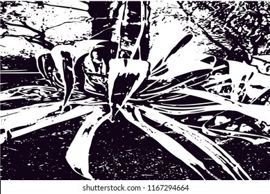 Distressed background in black and white texture from agave cacti with  dark spots, scratches and lines. Abstract vector illustration