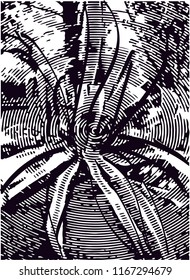Distressed background in black and white texture from agave cacti with  dark spots, scratches and lines. Abstract vector illustration