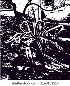 Distressed background in black and white texture from agave cacti with  dark spots, scratches and lines. Abstract vector illustration