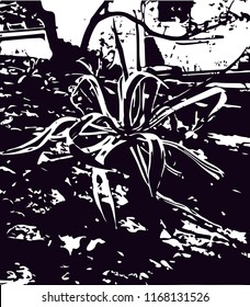 Distressed background in black and white texture from agave cacti with  dark spots, scratches and lines. Abstract vector illustration