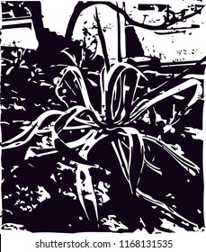 Distressed background in black and white texture from agave cacti with  dark spots, scratches and lines. Abstract vector illustration