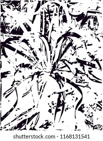 Distressed background in black and white texture from agave cacti with  dark spots, scratches and lines. Abstract vector illustration