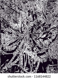 Distressed background in black and white texture from agave cacti with  dark spots, scratches and lines. Abstract vector illustration