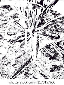 Distressed background in black and white texture from agave cacti with  dark spots, scratches and lines. Abstract vector illustration