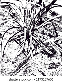 Distressed background in black and white texture from agave cacti with  dark spots, scratches and lines. Abstract vector illustration