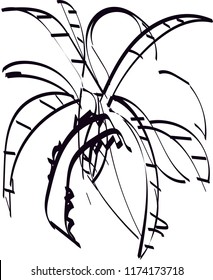 Distressed background in black and white texture from agave cacti with  dark spots, scratches and lines. Abstract vector illustration